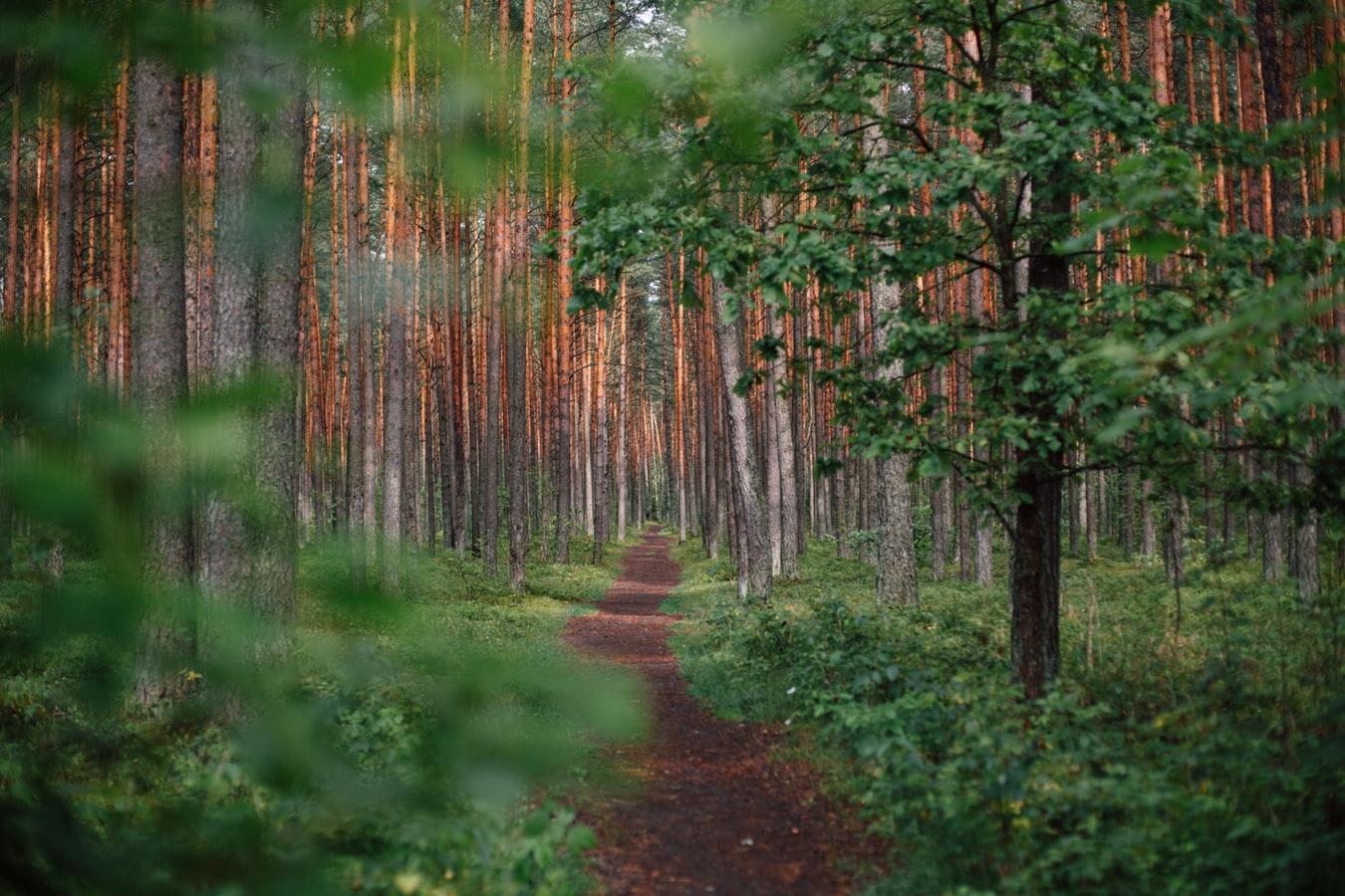 Tre tips til nye oplevelser i de danske skove